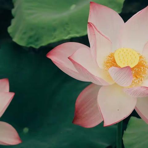 “问渠那得清如许？为有源头活水来”——“甘肃省省级农村骨干教师能力提升培训项目(初中历史)”正式开班