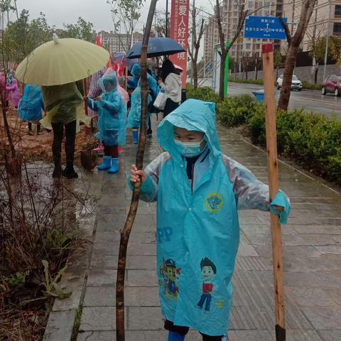 爱绿护绿我行动，金龙小学101班3.12.植树节活动记录