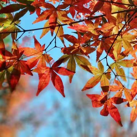 今秋如此多彩，远方的客人请慢些走，随我一起看风景