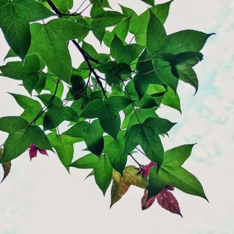 醉于晚风吹来时