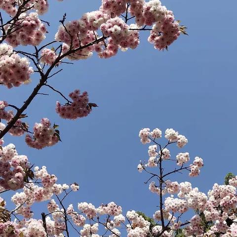 子路小学四⑦班数学④组 小数点的意义