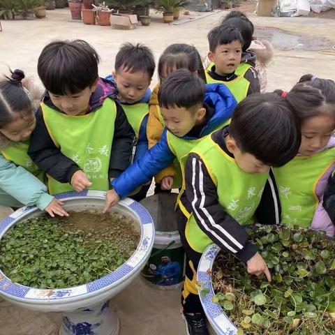 社会实践活动--"探索花卉市场"