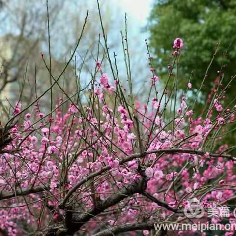 梅花盛宴