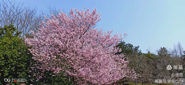 早樱晚樱价格