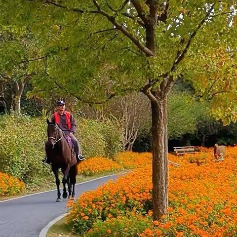 花开海上地肤美不胜收