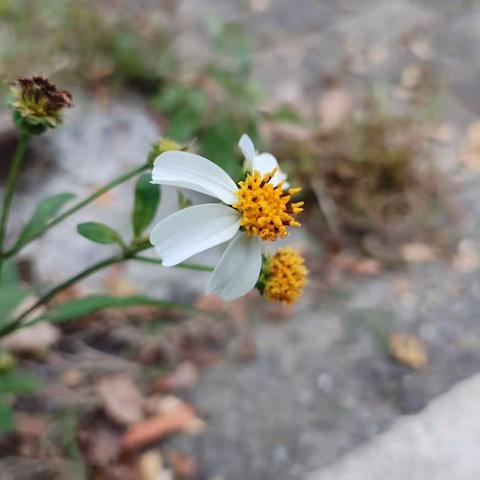 探骊垃圾焚烧，邂逅神秘山野——社会实践第八小组第一天活动记录