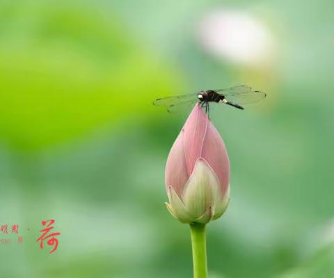 向阳足迹  四下第五期  循梦而行  向阳而生