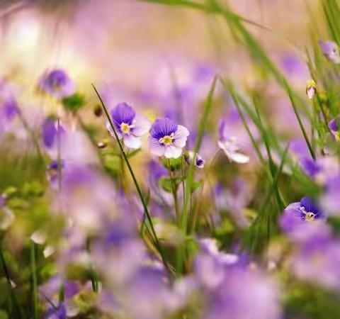 阅读一本好书 上好一堂优质课